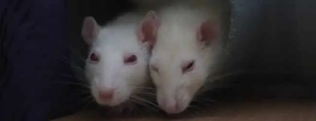 JLPT BC 166 | What a Rat Experiment might Tell us about Japan’s Population Problem post image